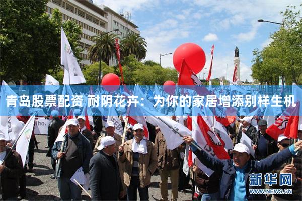 青岛股票配资 耐阴花卉：为你的家居增添别样生机